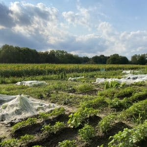 Gemüsegarten mieten in Dortmund-Kirchderne - 2025