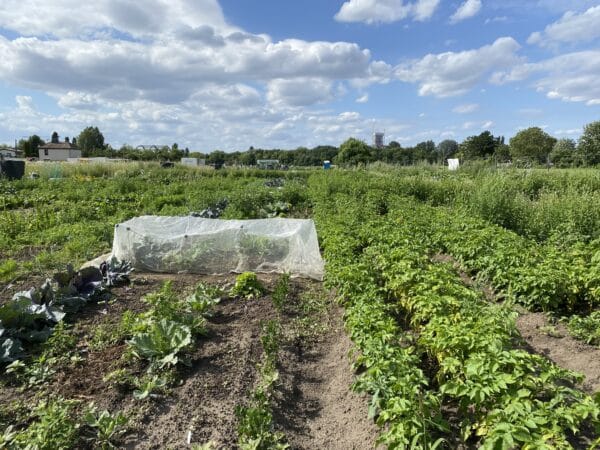 Gemüsegarten mieten in Berlin-Baumschulenweg – Bild 2