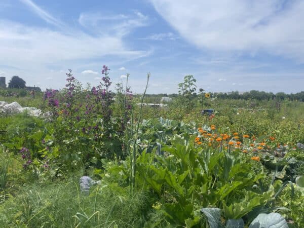 Gemüsegarten mieten in Dortmund-Holthausen – Bild 2