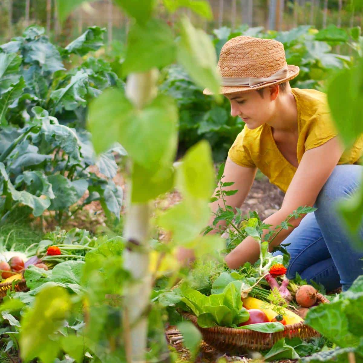 Produkte für deinen Gemüsegarten online bestellen