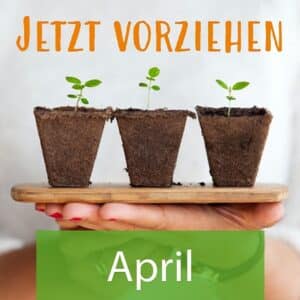 Vorziehen im April