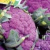 Blumenkohl Violetto di Sicilia