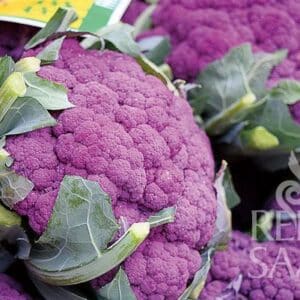 Blumenkohl Violetto di Sicilia