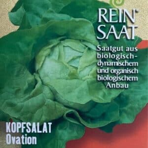 Salat Kopfsalat "Ovation"