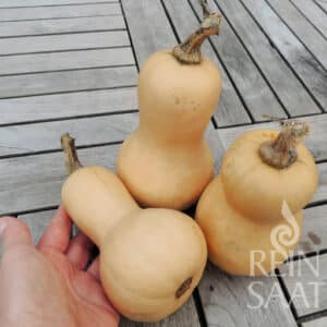 Kürbis Mini Butternut