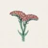 Limonium sinuatum
