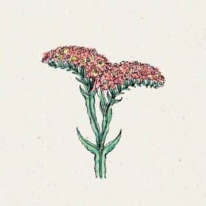 Limonium sinuatum