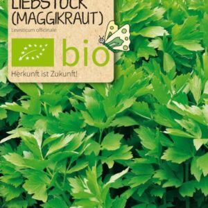 Liebstock Maggikraut