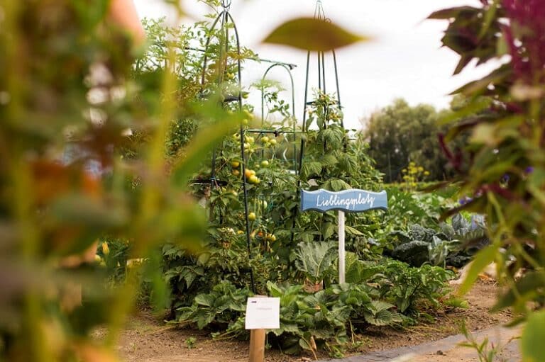 Gemüsegarten mieten in DüsseldorfNiederkassel 2025 meine ernte Shop