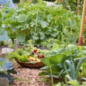 Für deinen Mietgarten