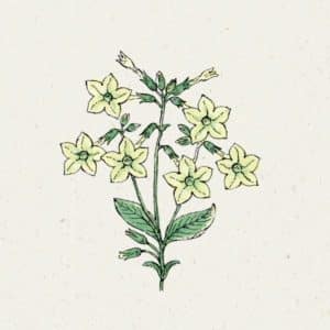 Nicotiana alata ‚Lime Green‘ (Ziertabak)
