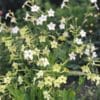 Nicotiana alata ‚Lime Green‘ (Ziertabak)