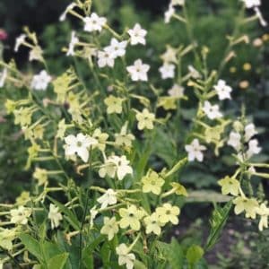 Nicotiana alata ‚Lime Green‘ (Ziertabak)