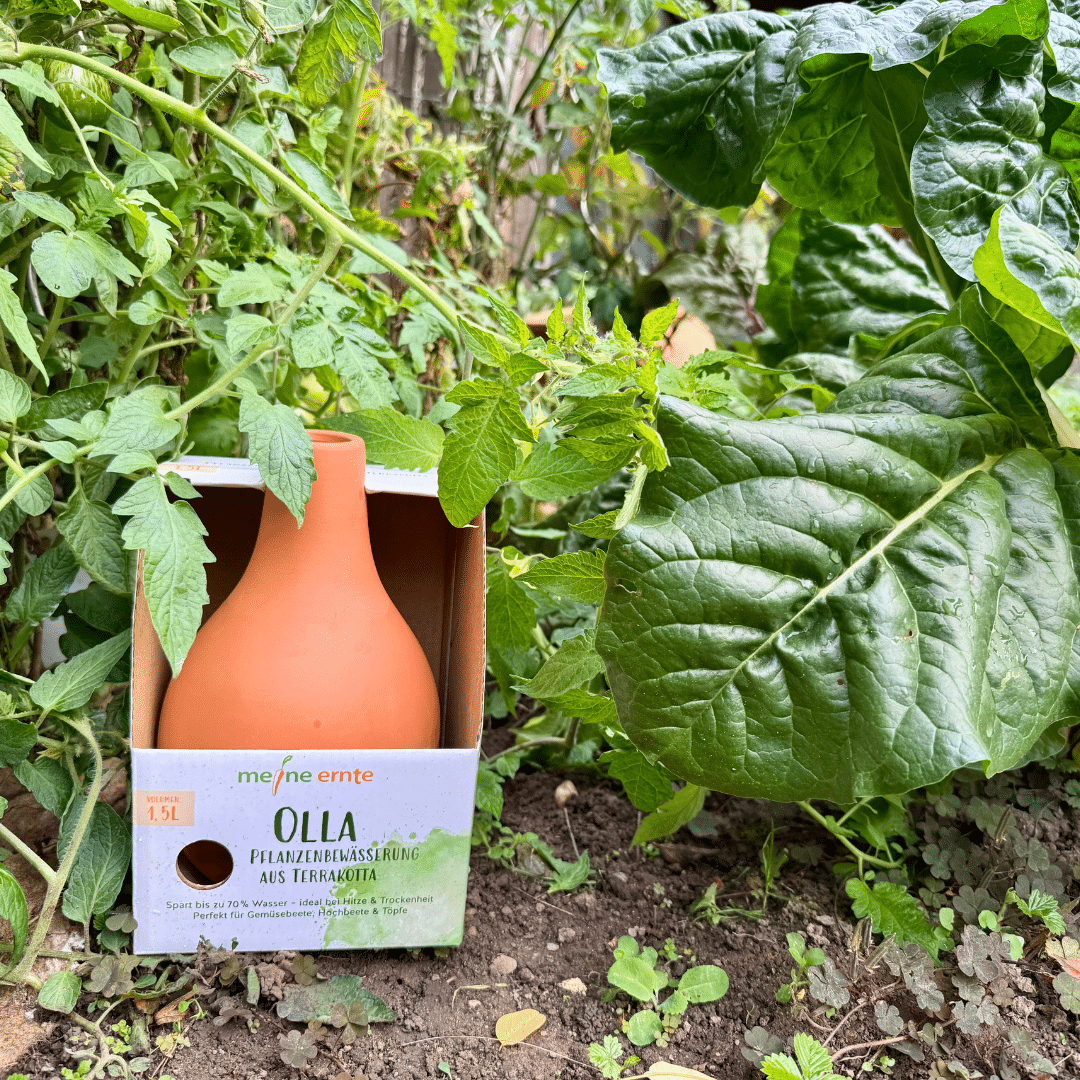 Olla, Wasserspeicher, Pflanzenbewässerung aus Terrakotta, 1,5 Liter Vol. – Bild 3