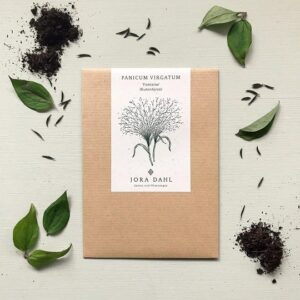 Slow Flower Panicum
