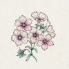 slow flower Phlox Drummondii Creme Brulee′