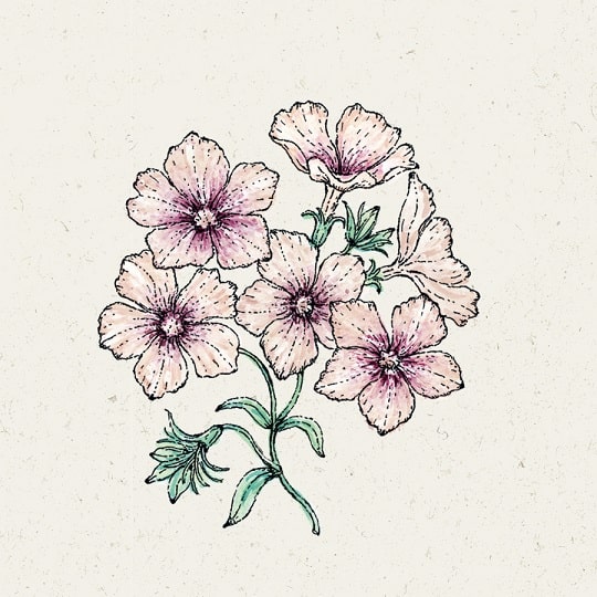 slow flower Phlox Drummondii Creme Brulee′