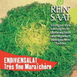 Salat - Endiviensalat Très fine Maraîchère