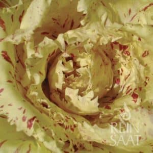 Salat - Radicchio Castelfranco Fenice TT