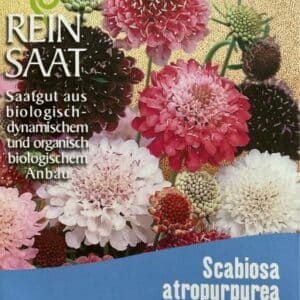 Blume "Witwenblume" (Scabiosa)