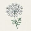 Ammi majus (Knorpelmöhre)
