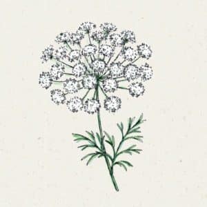 Ammi majus (Knorpelmöhre)