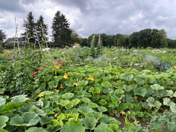 Gemüsegarten mieten in Bochum