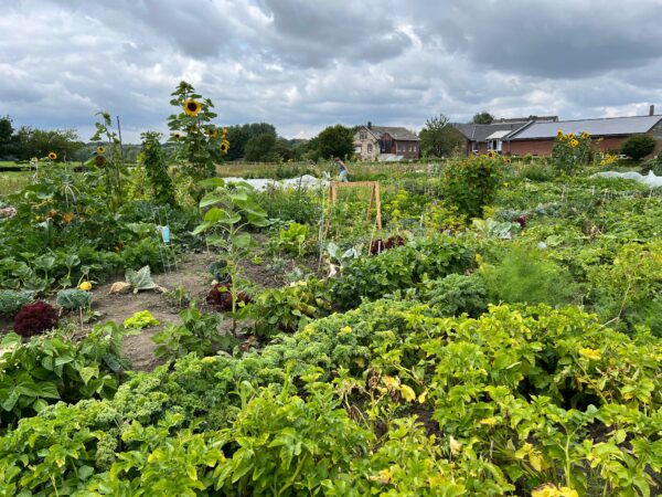 Gemüsegarten mieten in Aachen – Bild 2