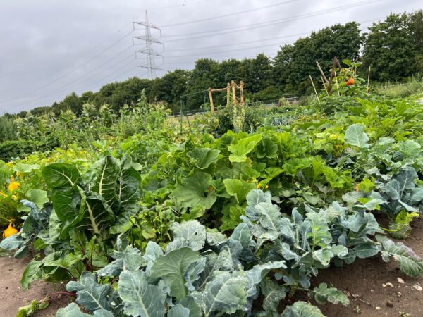 Gemüsegarten mieten in Bottrop-Kirchhellen – Bild 2