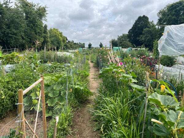 Gemüsegarten mieten in Düsseldorf-Niederkassel – Bild 2