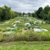 Gemüsegarten mieten in Düsseldorf-Niederkassel