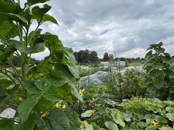 Gemüsegarten mieten in Herne – Bild 2