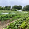 Bio-Gemüsegarten mieten in Kiel