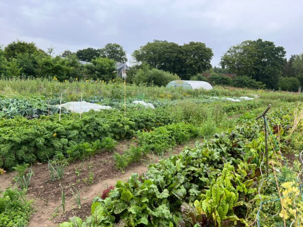 Bio-Gemüsegarten mieten in Kiel