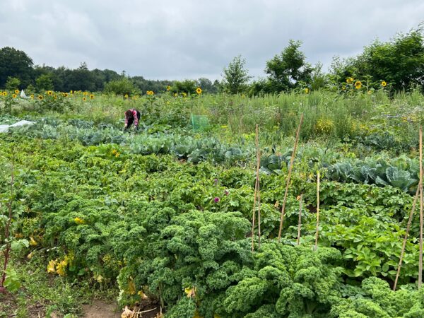 Bio-Gemüsegarten mieten in Kiel – Bild 5