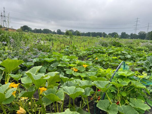Gemüsegarten mieten in Hamburg / Norderstedt – Bild 8