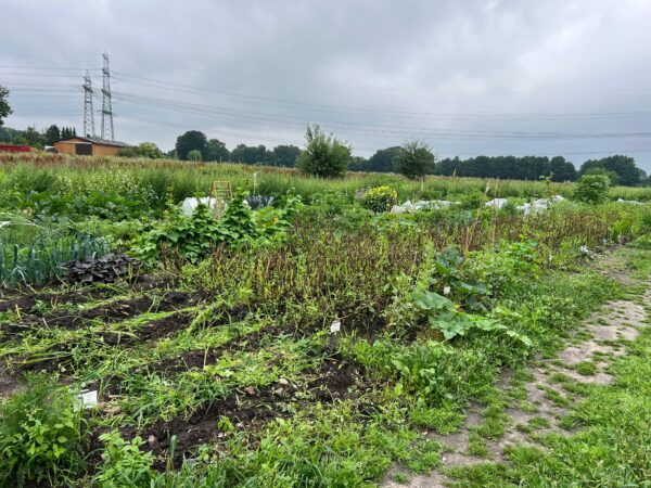 Gemüsegarten mieten in Hamburg / Norderstedt – Bild 9