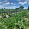 Gemüsegarten mieten in Stuttgart Möhring