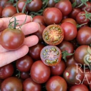 Tomate Black Cherry