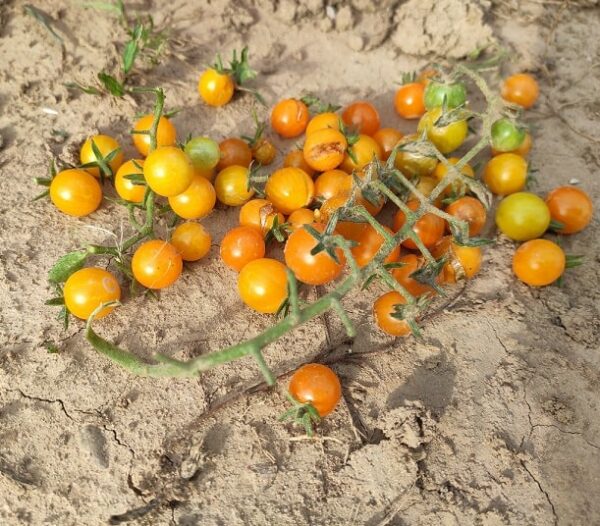 Tomate Gelbe Johannisbeere