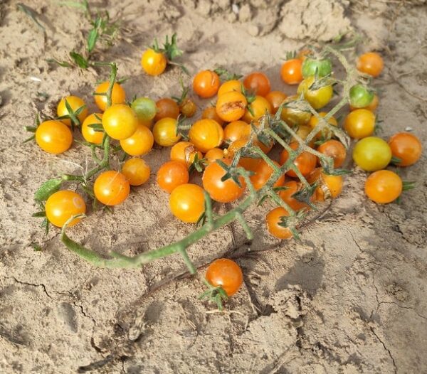 Tomate Gelbe Johannisbeere