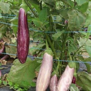 Aubergine Tsakoniki