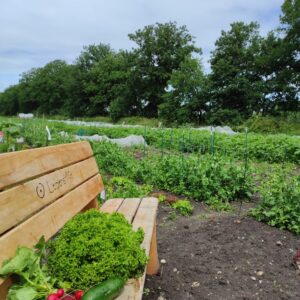 Gemüsegarten mieten in Hamburg / Norderstedt