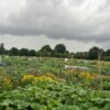 Gemüsegarten mieten in Hamburg / Barsbüttel