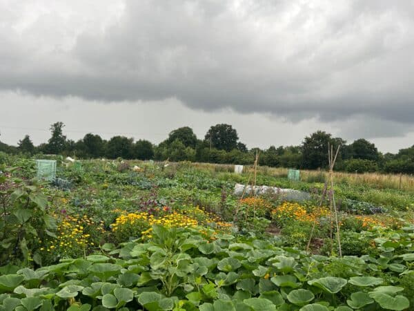 Gemüsegarten mieten in Hamburg / Barsbüttel