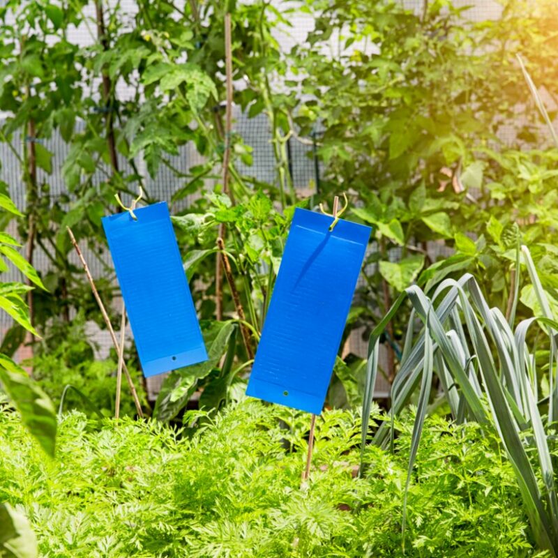 Blautafeln gegen Schädlinge