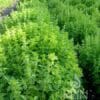 Würzoregano