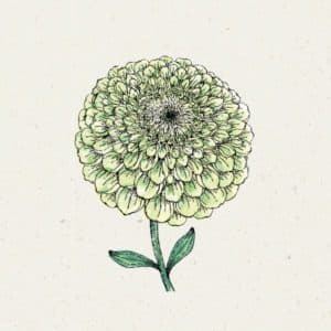 Zinnia elegans „Bernary`s Giant Lime“ (Zinnie)