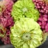 Zinnia elegans „Bernary`s Giant Lime“ (Zinnie)