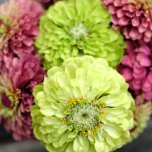 Zinnia elegans „Bernary`s Giant Lime“ (Zinnie)